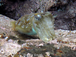 Cuttle Fish Taken at Las Eras off Tenerife with Canon G9 ... by Ally Smith 